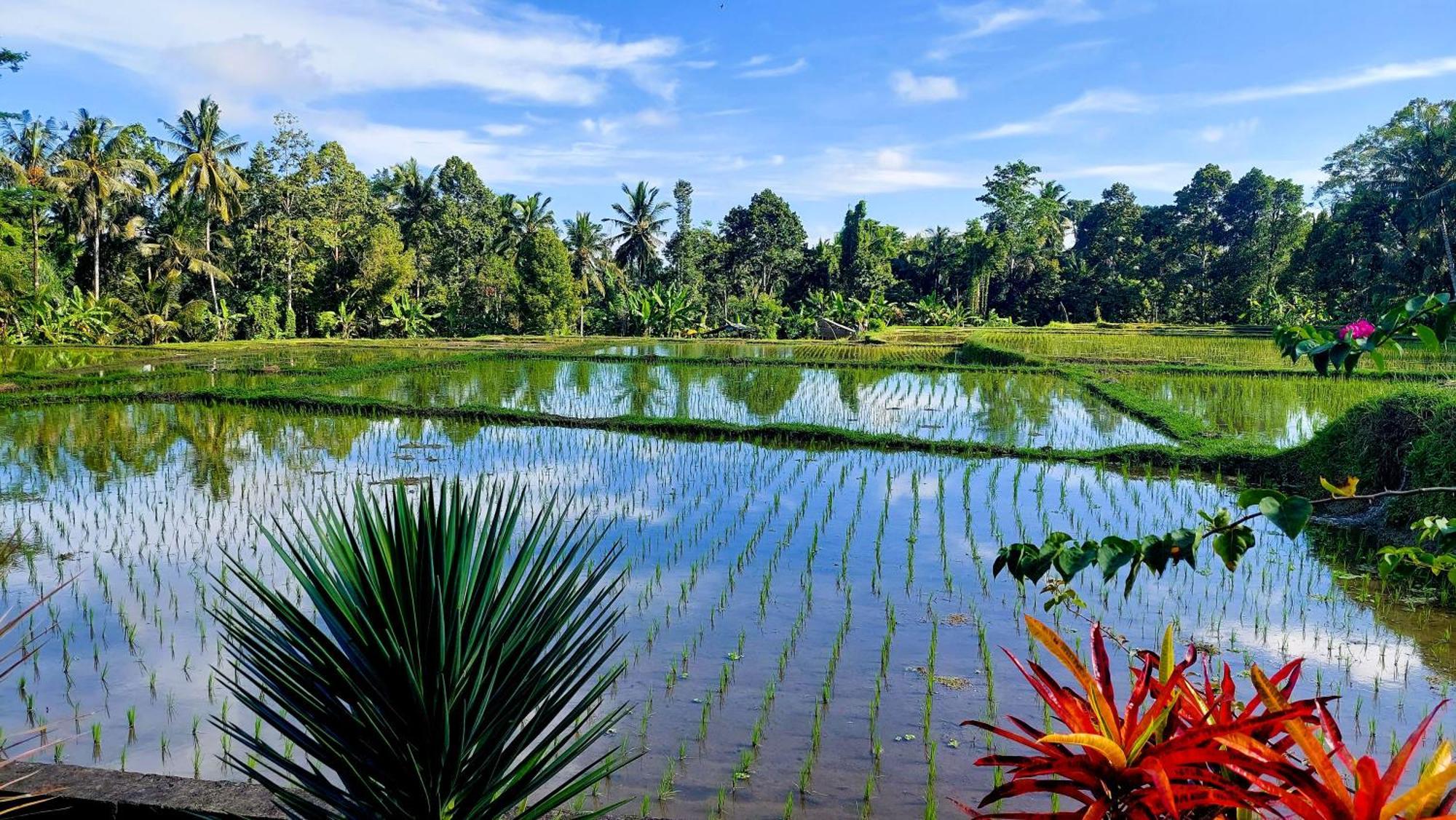 Taman Eden Cottage Ubud Exterior foto